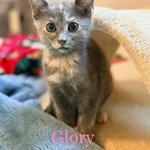 A baby medium-sized female Tortoiseshell Domestic Short Hair cat named Glory for adoption in Mooresville, NC
