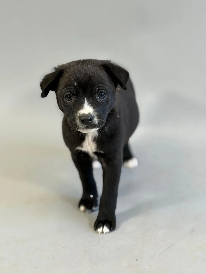 A baby medium-sized male Black Mixed Breed dog named Dude for adoption in Yaphank, NY