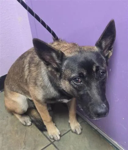An adult medium-sized female Brown / Chocolate Mixed Breed dog named 61355128 for adoption in El Paso, TX