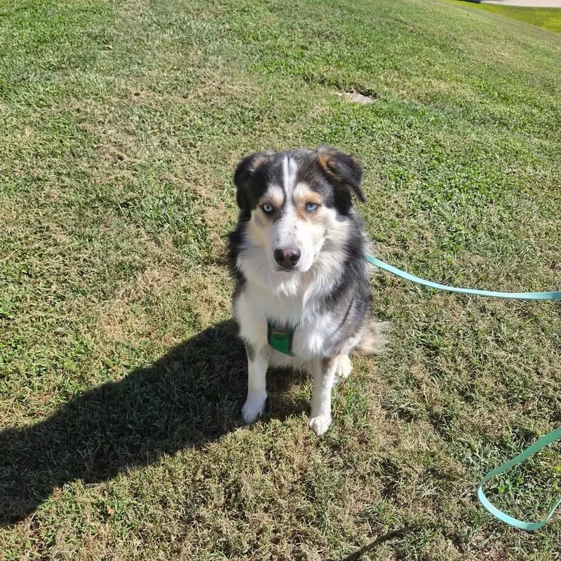 An adult medium-sized male Tricolor (Brown, Black, & White) Australian Shepherd dog named Pheonix for adoption in Buford, GA