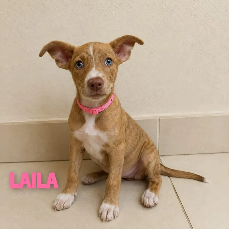 A baby medium-sized female Golden Mixed Breed dog named Laila for adoption in Saint Augustine, FL