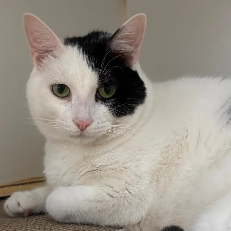 An adult large-sized male White Domestic Short Hair cat named Jerry for adoption in Naperville, IL