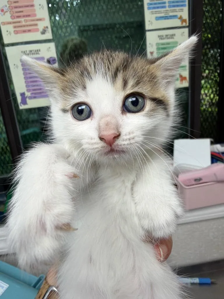 A baby medium-sized female Domestic Short Hair cat named Audrey Hepburn for adoption in Pomona, NY