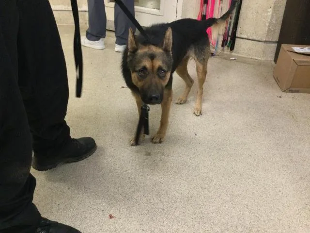 An adult large-sized female German Shepherd Dog dog named Bella for adoption in Riverside, CA