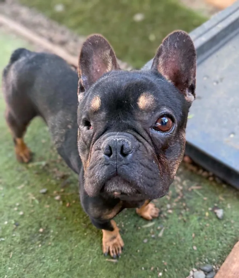 A young small-sized male French Bulldog dog named Bandit for adoption in San Diego, CA