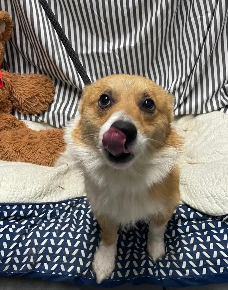 A young medium-sized male Corgi dog named Max for adoption in Fort Worth, TX