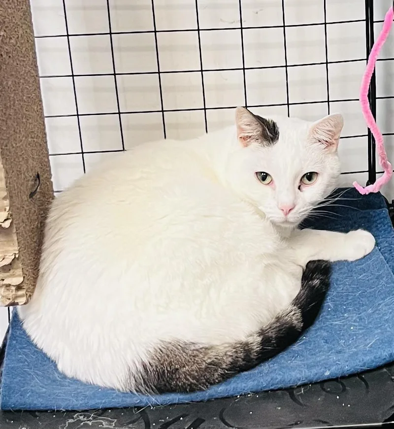 An adult medium-sized female Buff & White Domestic Short Hair cat named Tessie for adoption in Council Bluffs, IA