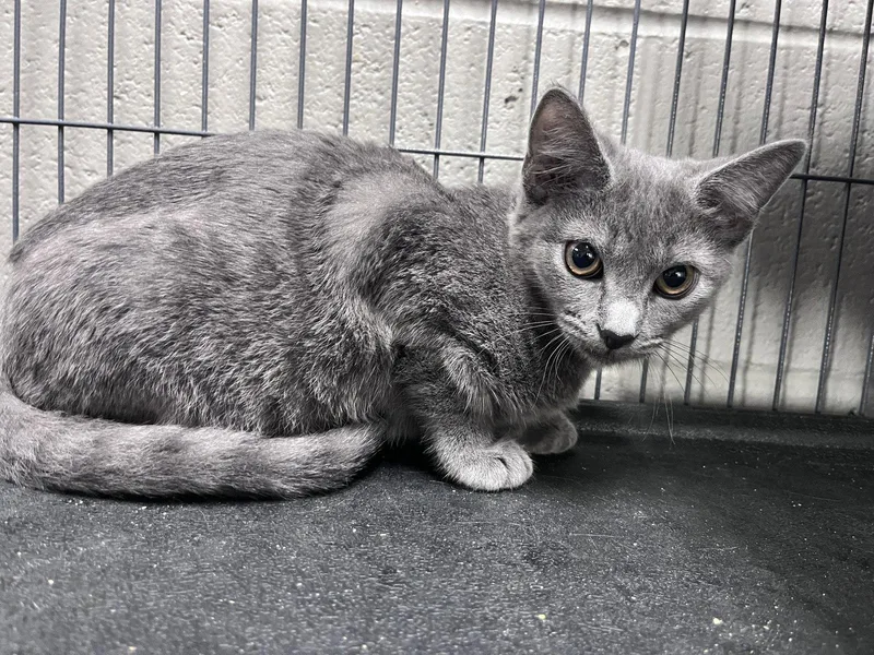 A young medium-sized female Gray / Blue / Silver Domestic Short Hair cat named Weenie for adoption in Carrollton, GA