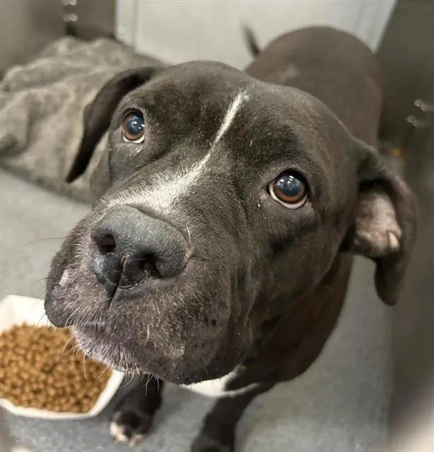 An adult medium-sized female Mixed Breed dog named Lulu for adoption in Dallas, TX