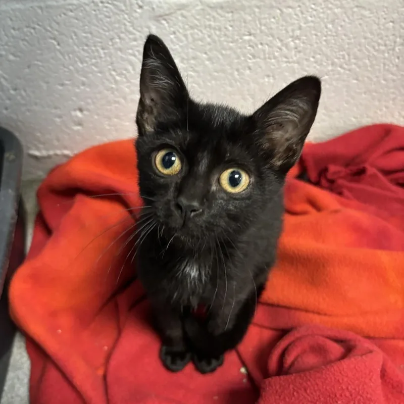 A baby small-sized female Black Domestic Short Hair cat named Hayley Kiyoko for adoption in Carencro, LA