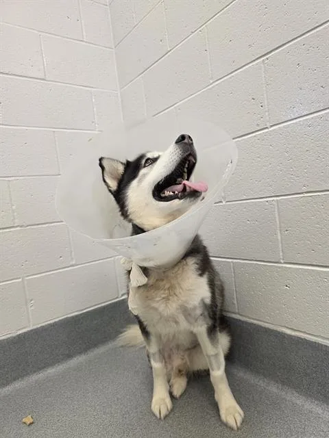 An adult extra large-sized male Siberian Husky dog named Neil Peart for adoption in Indianapolis, IN