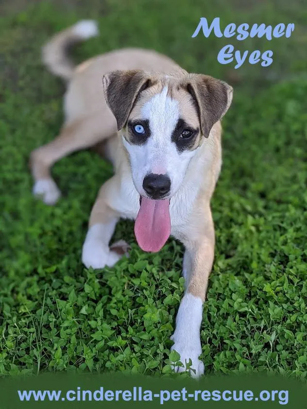 Mesmer Eyes thumbnail 4