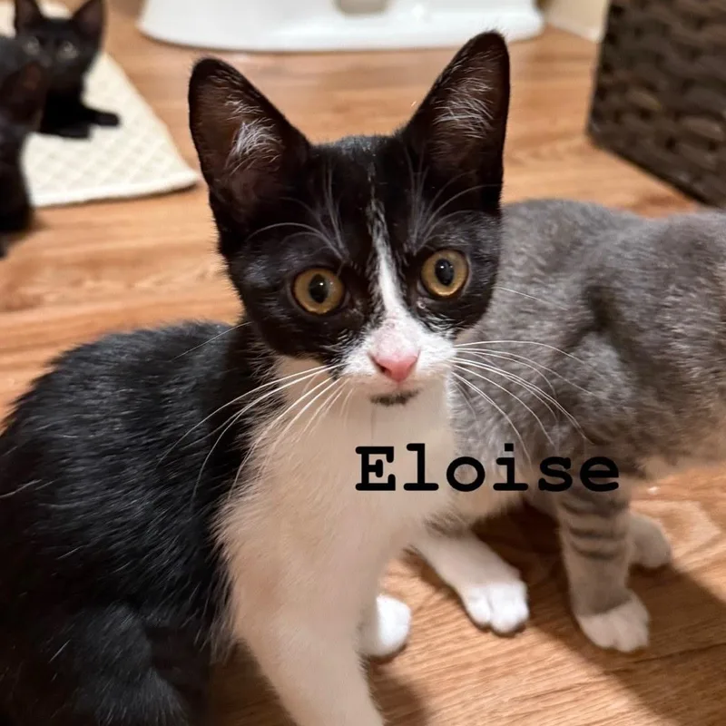 A baby medium-sized female Black & White / Tuxedo Domestic Short Hair cat named Eloise for adoption in Murfreesboro, TN