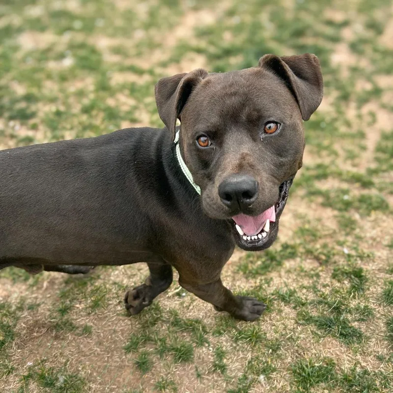 An adult medium-sized male Brown / Chocolate Chocolate Labrador Retriever dog named Oppi for adoption in Harrisonburg, VA