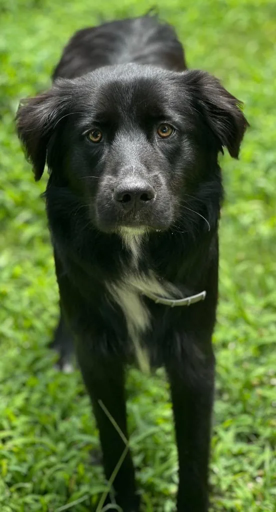 A young large-sized female Mixed Breed dog named Morticia Addams for adoption in Rome, GA