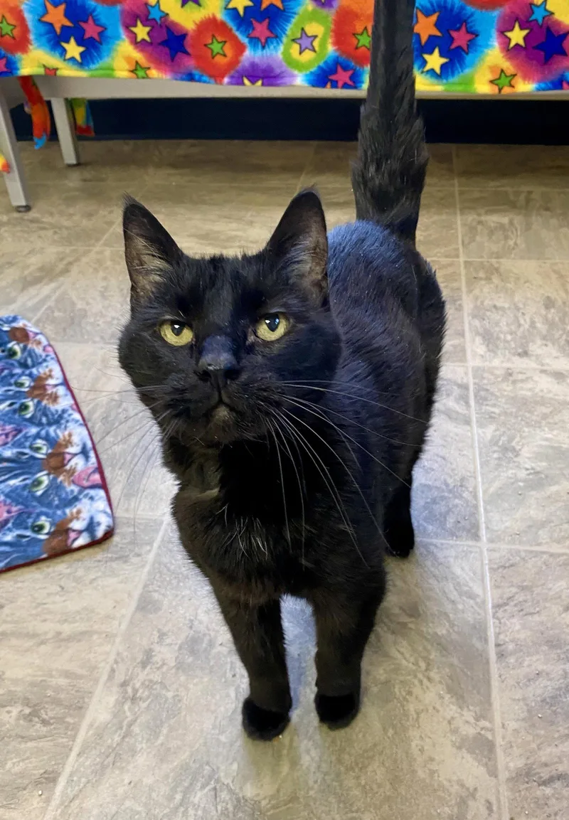 Luke Skywhisker thumbnail 2