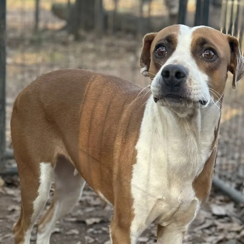 An adult medium-sized female Mixed Breed dog named Salish for adoption in Long Island City, NY