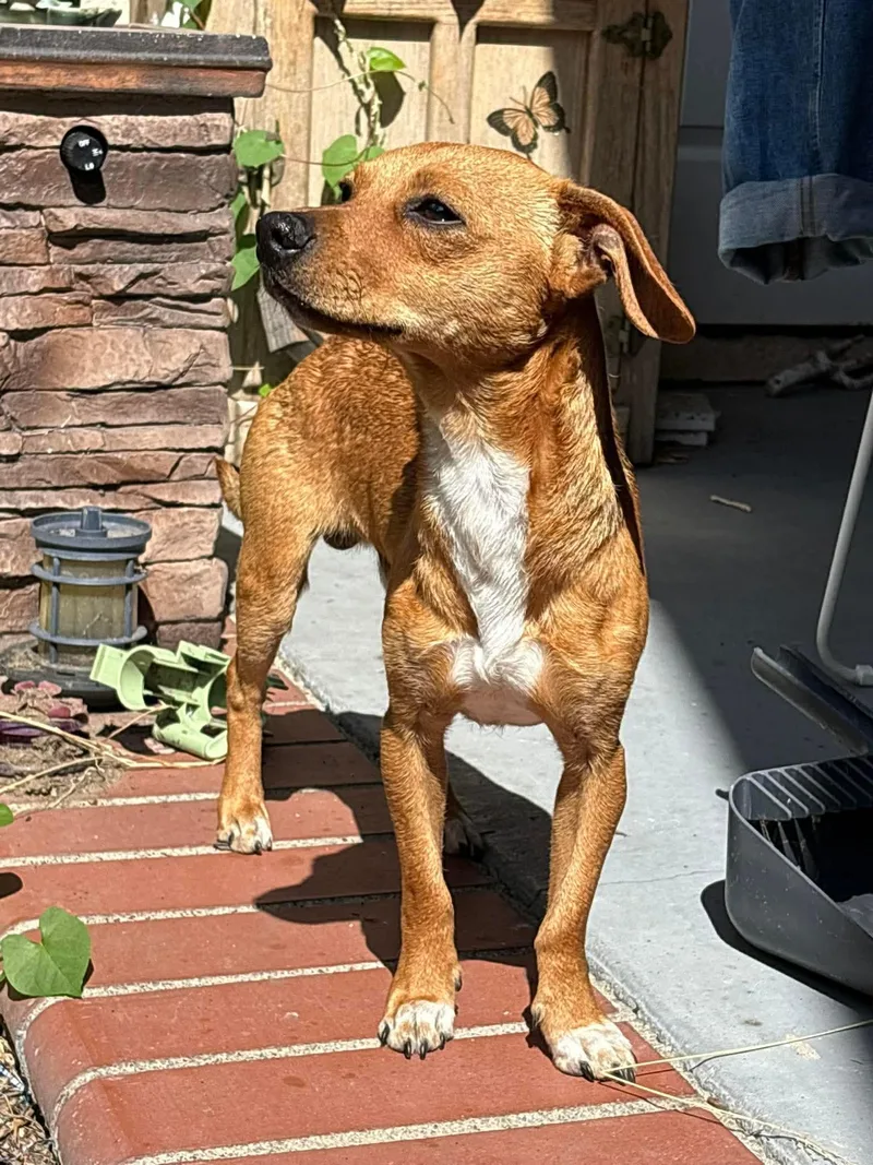 A young small-sized male Chihuahua dog named Yankee for adoption in Orange, CA