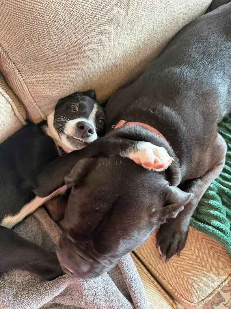 A baby medium-sized female Pit Bull Terrier dog named Daisy for adoption in New London, WI