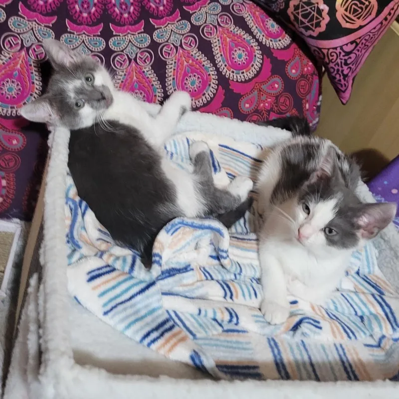 A young small-sized male White Domestic Short Hair cat named Nino for adoption in Los Angeles, CA