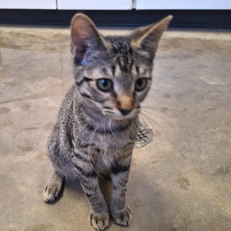 A baby small-sized male Brown / Chocolate Domestic Short Hair cat named Gus Gus for adoption in Albert Lea, MN