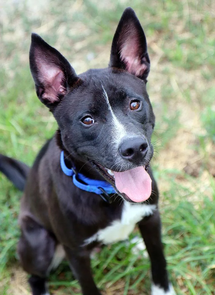 A young medium-sized male Black Husky dog named Martin for adoption in Kansas City, KS