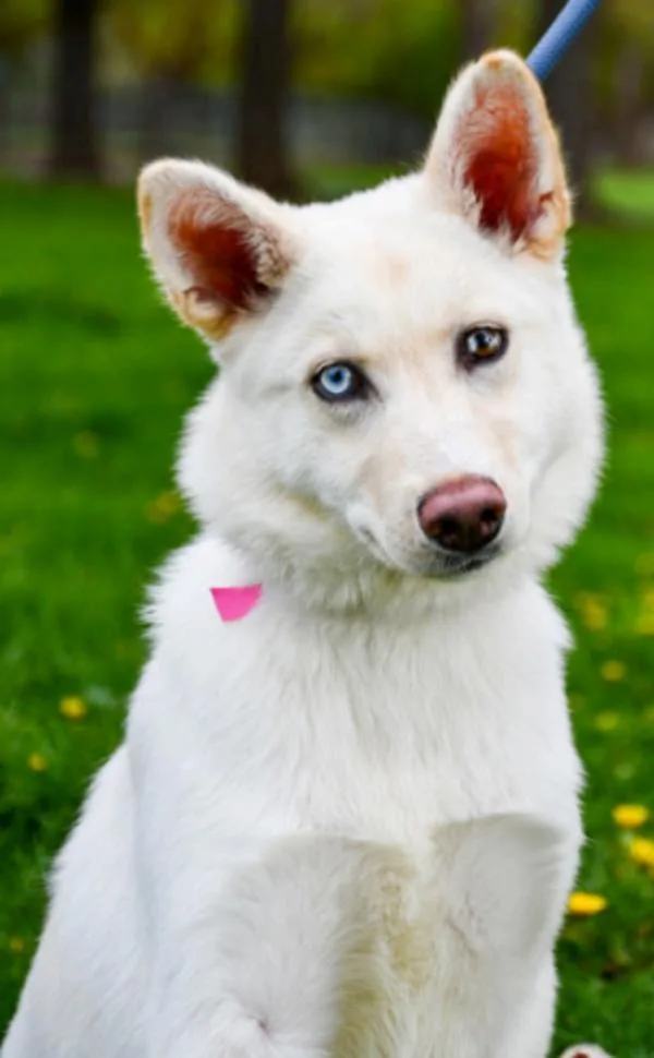 Mishka