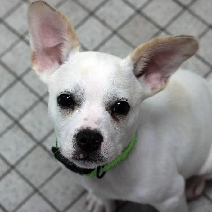 A baby small-sized male White / Cream Mixed Breed dog named Tofu for adoption in Camden, DE