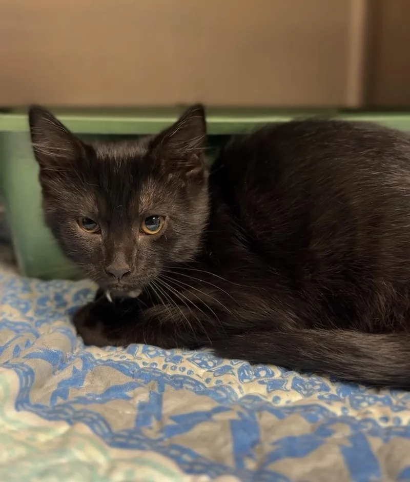 A baby medium-sized male Black Domestic Short Hair cat named Mulligan for adoption in Bemidji, MN