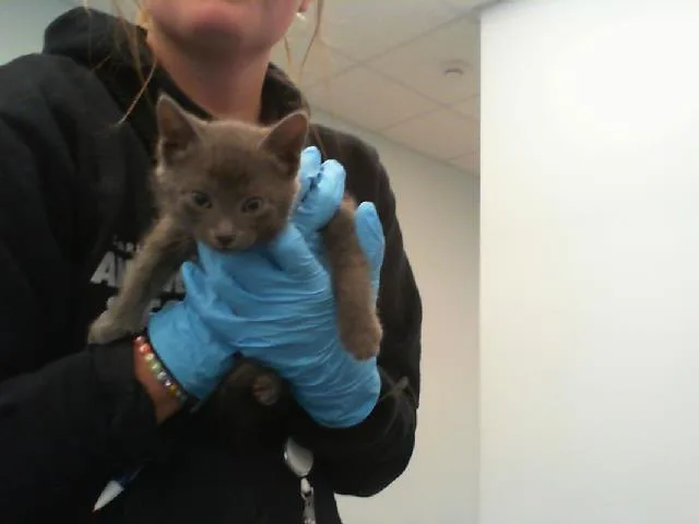 A baby small-sized male Domestic Short Hair cat named Casper for adoption in Charlotte, NC