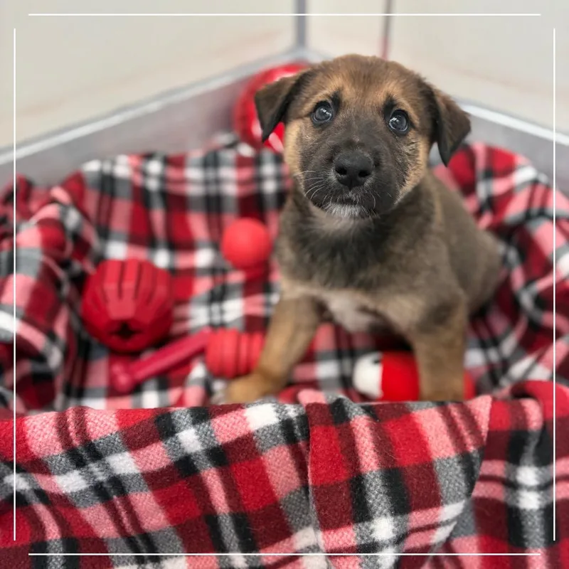 A baby medium-sized female Cattle Dog dog named Claret for adoption in Las Vegas, NV