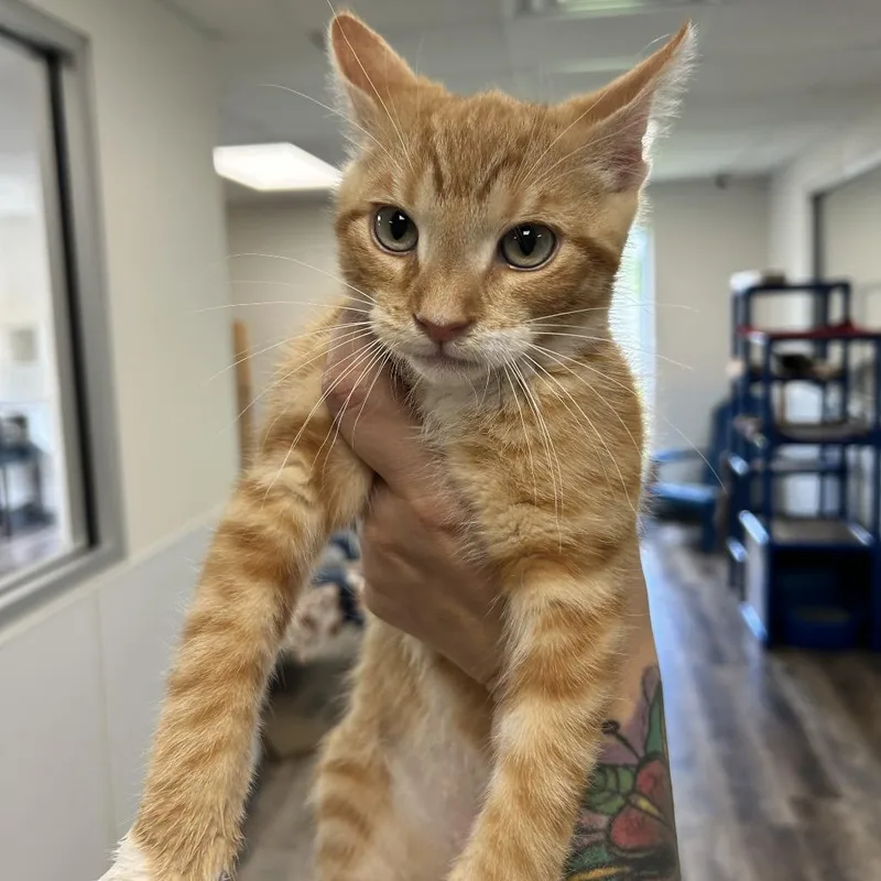 A baby small-sized male Orange / Red Domestic Short Hair cat named Macaroni for adoption in Huntsville, AL