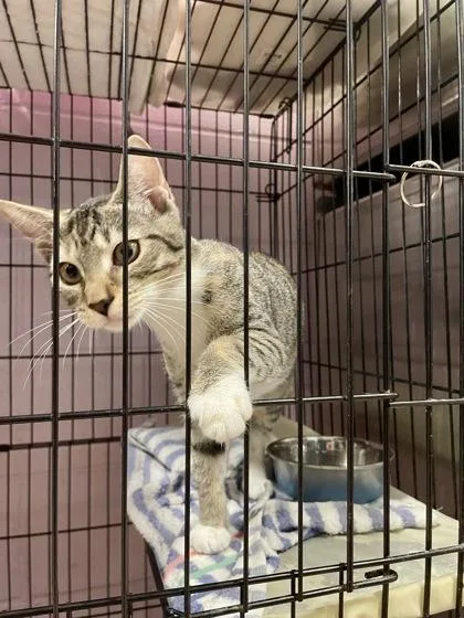 A baby small-sized female Brown / Chocolate Domestic Short Hair cat named Posey for adoption in Annapolis, MD