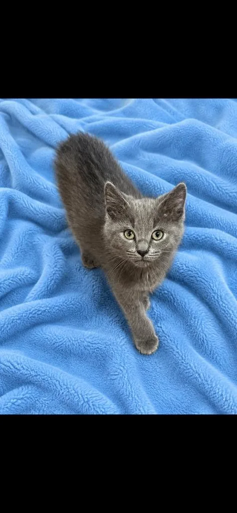 A baby medium-sized male Domestic Medium Hair cat named Phoenix for adoption in Johnson City, TN