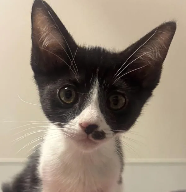 A baby small-sized female Domestic Medium Hair cat named Frida Kahlo for adoption in Oakland, CA