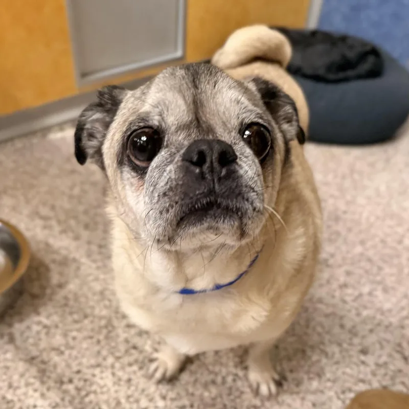 A senior small-sized male White / Cream Pug dog named Bohdi for adoption in Peyton, CO