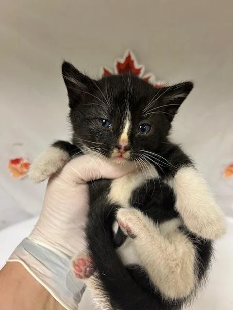 A young small-sized male Domestic Short Hair cat named Ferris for adoption in Riverside, CA