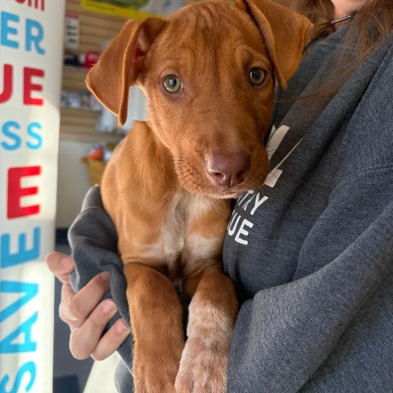 A baby small-sized male Brown / Chocolate Mixed Breed dog named Over Easy for adoption in Morrisville, VT