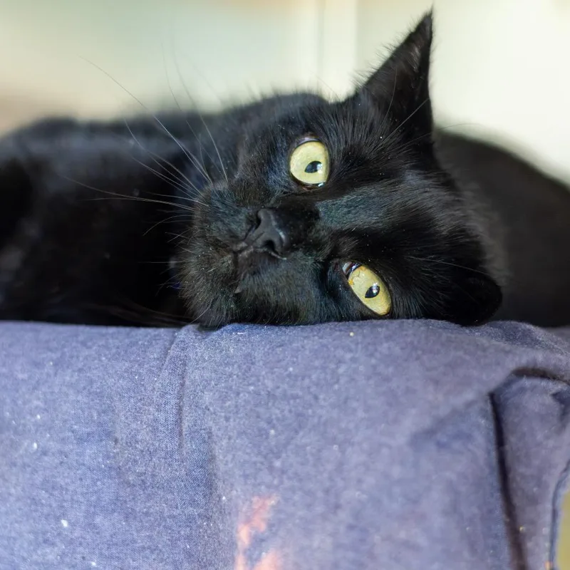 An adult large-sized male Black Domestic Short Hair cat named Bishop for adoption in Newark, DE