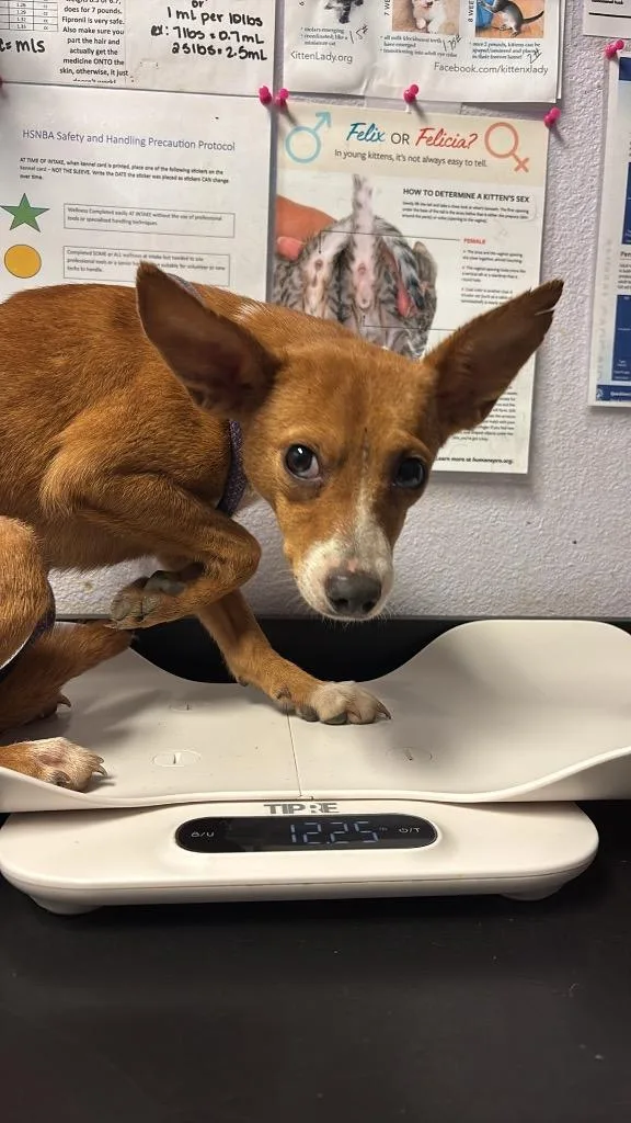 A young small-sized male Terrier dog named Bengi for adoption in New Braunfels, TX