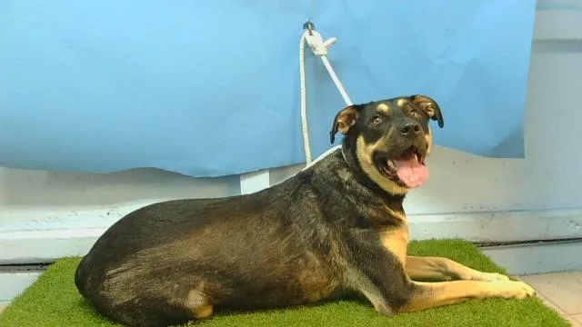 A young large-sized female Rottweiler dog named Ladysally for adoption in Gardena, CA