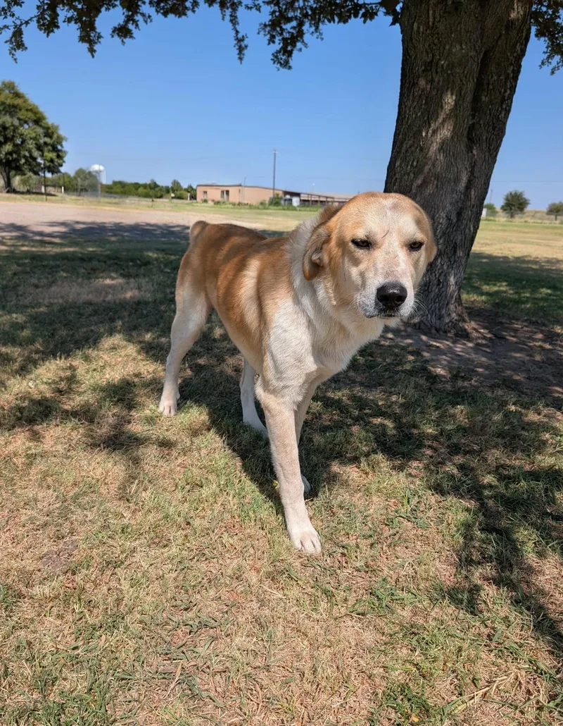 An adult large-sized male Apricot / Beige Great Pyrenees dog named Brody for adoption in Cleburne, TX