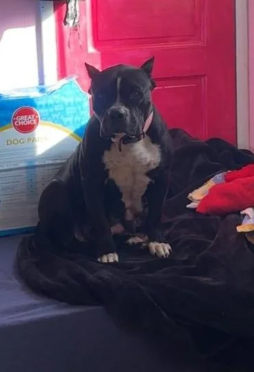 A young medium-sized female Black American Staffordshire Terrier dog named Lilybremerton  Wa for adoption in San Diego, CA