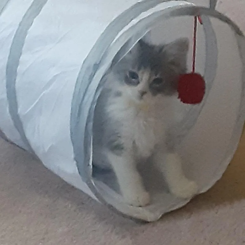 A baby small-sized female Gray / Blue / Silver Domestic Long Hair cat named Laserbeam for adoption in South Elgin, IL