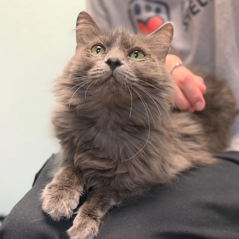 An adult medium-sized female Gray / Blue / Silver Domestic Short Hair cat named Haze for adoption in Idaho Falls, ID