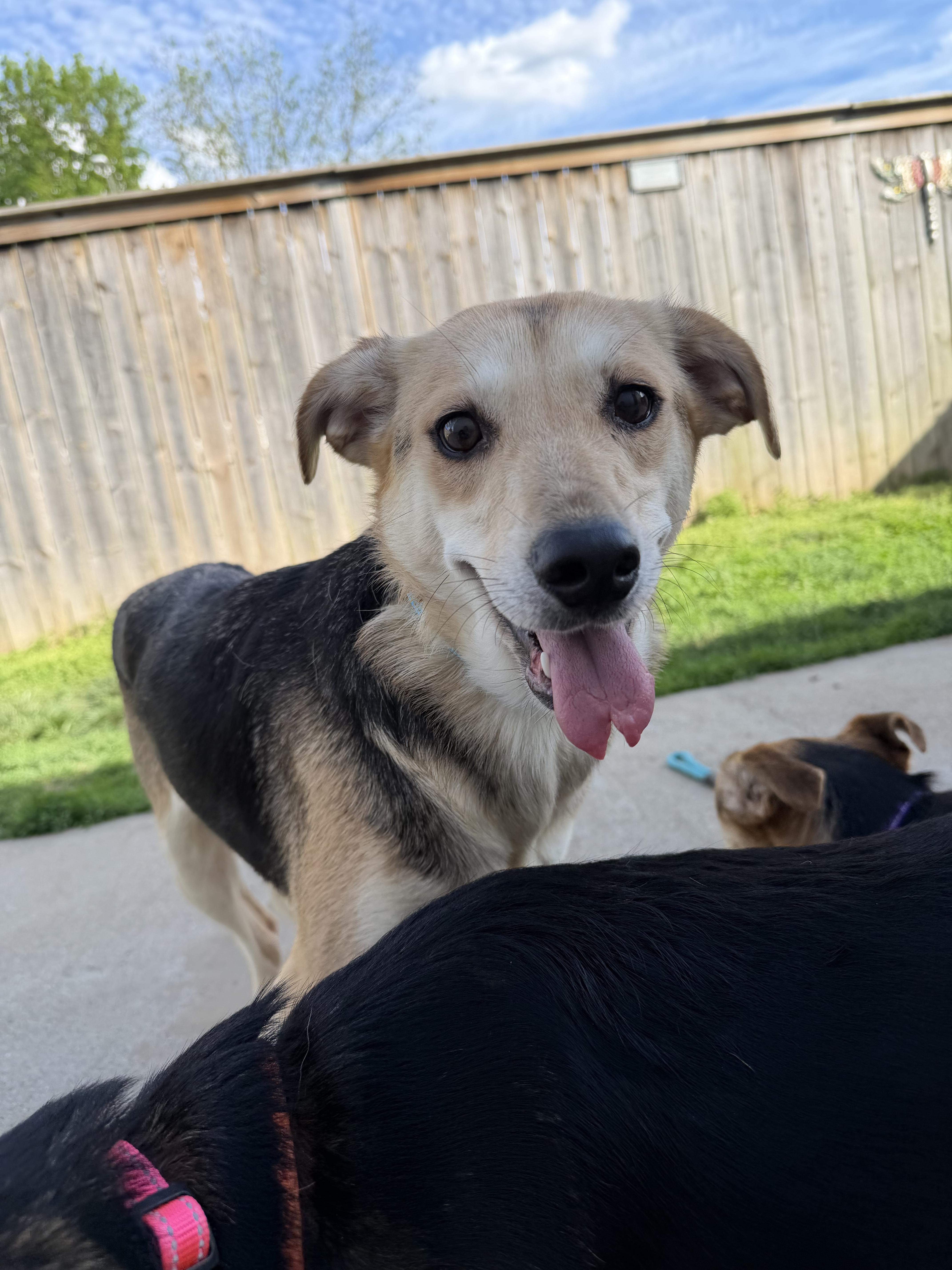 Brittany thumbnail 2