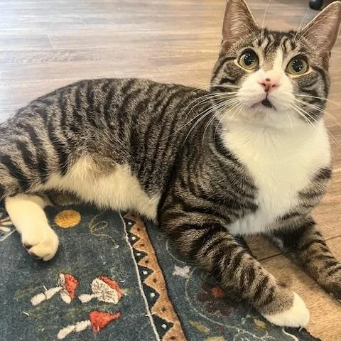 A young medium-sized male Tabby (Gray / Blue / Silver) Domestic Short Hair cat named Alabama for adoption in Rochester, MA
