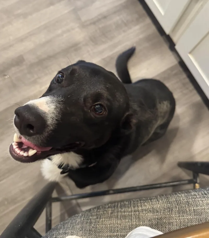 A young medium-sized male Black Border Collie dog named Knox for adoption in Thornton, CO