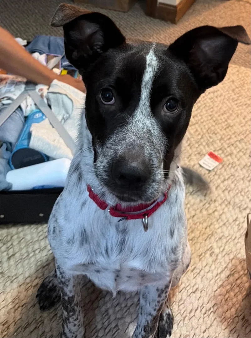 An adult medium-sized male Black Cattle Dog dog named Parton for adoption in Brunswick, ME