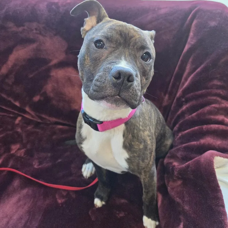 A young medium-sized female Brindle Pit Bull Terrier dog named Phoebe for adoption in Springfield, MA